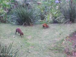 DSCF0492.JPG
7,255.81 KB
4608 x 3456
6/2/14