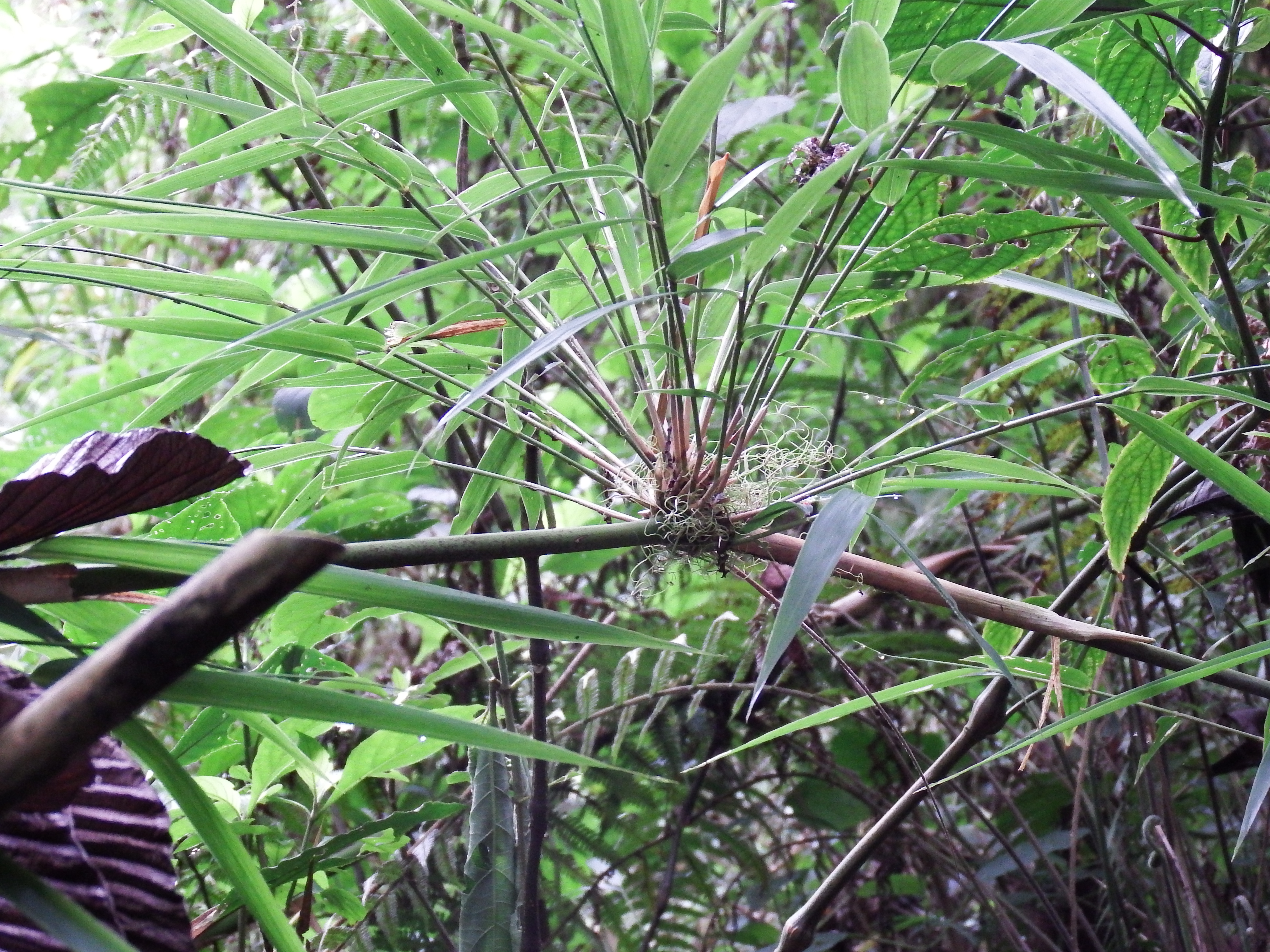 DSCF0530.JPG\n7,318.39 KB \n4608 x 3456 \n6/2/14\n