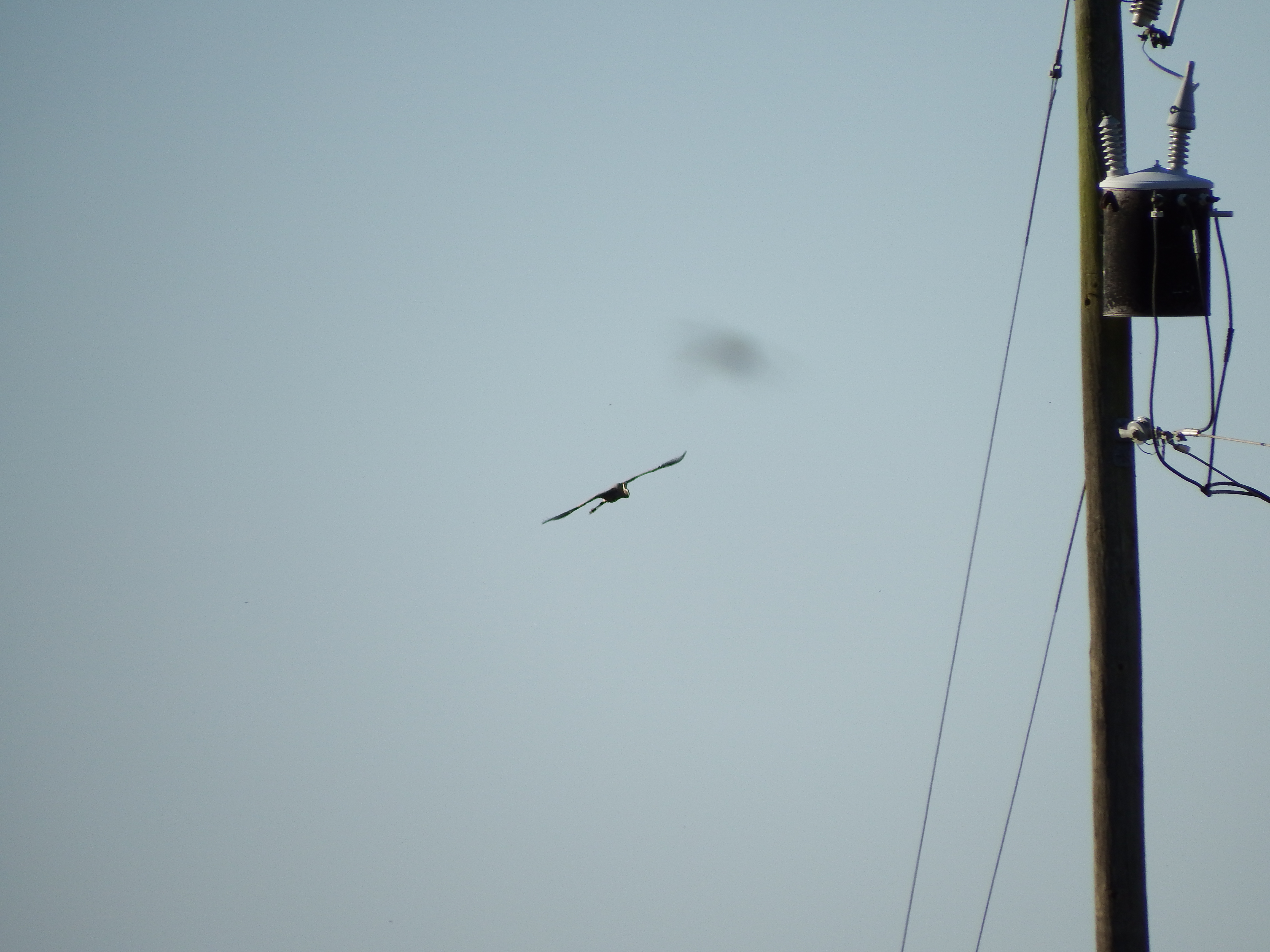 DSCF0479.JPG\n5,573.81 KB \n4608 x 3456 \n10/27/14\n