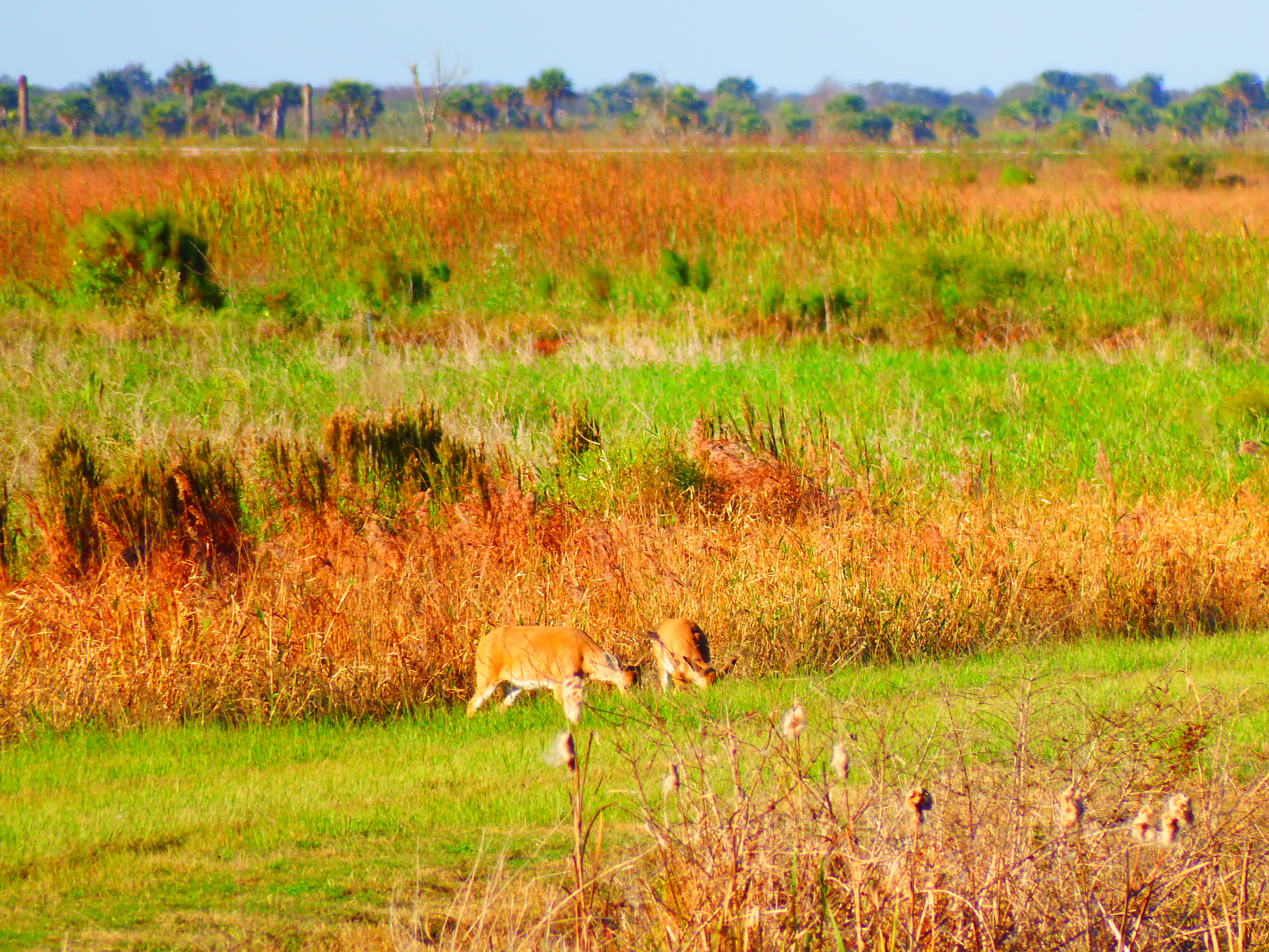 DSCF0491.JPG\n6,737.74 KB \n4608 x 3456 \n10/27/14\n