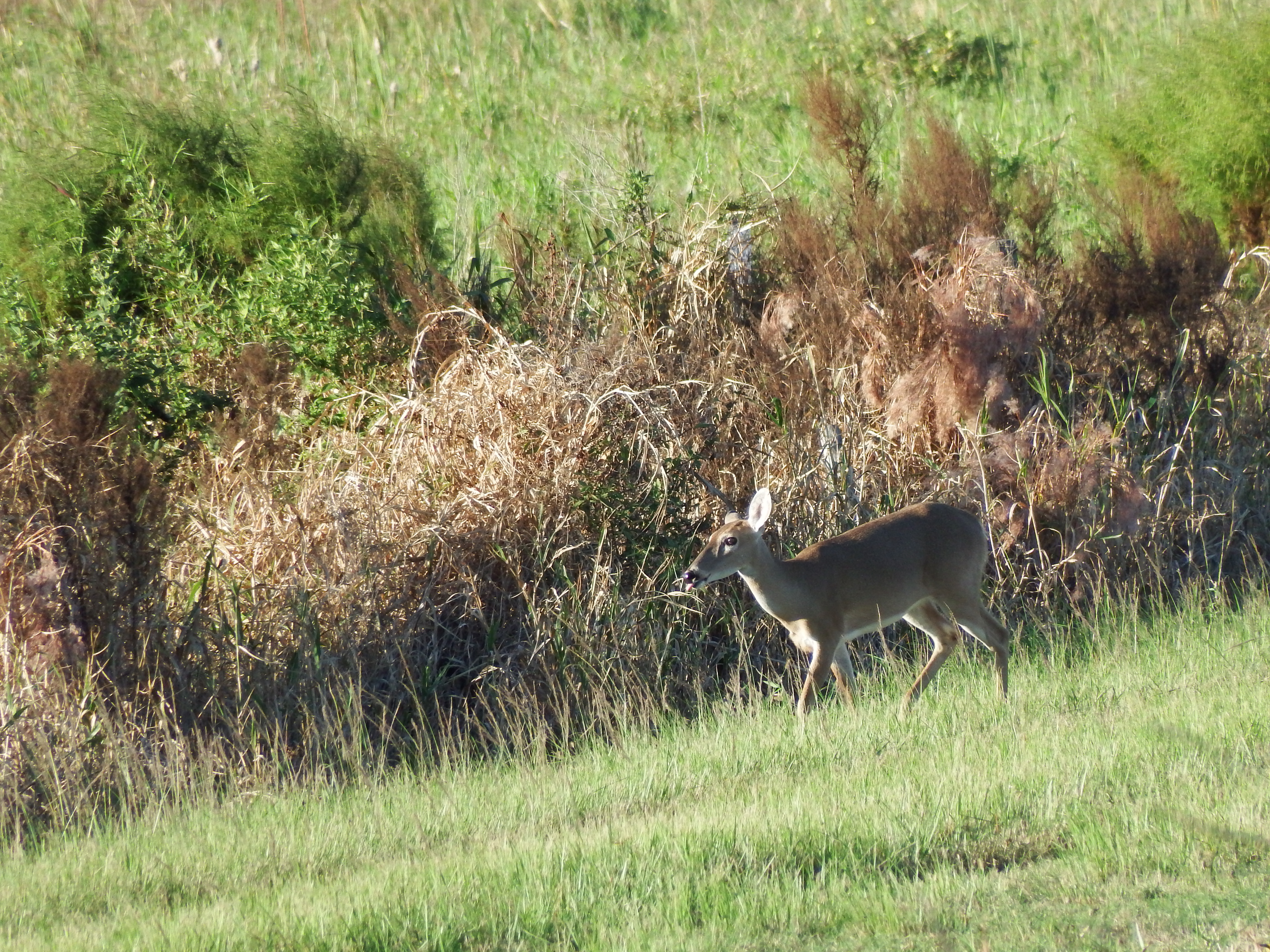 DSCF0520.JPG\n6,876.71 KB \n4608 x 3456 \n10/27/14\n