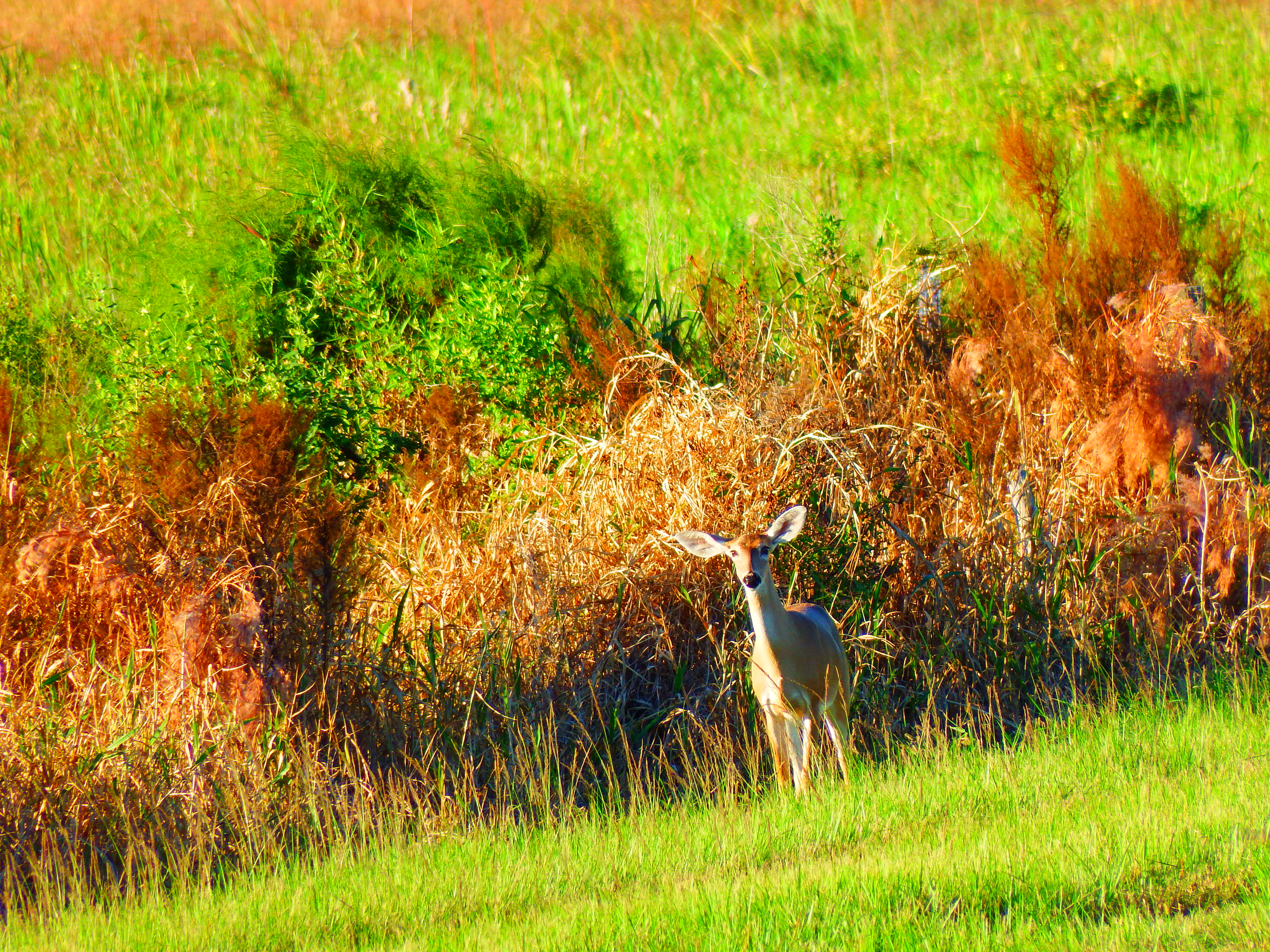 DSCF0521.JPG\n7,287.88 KB \n4608 x 3456 \n10/27/14\n
