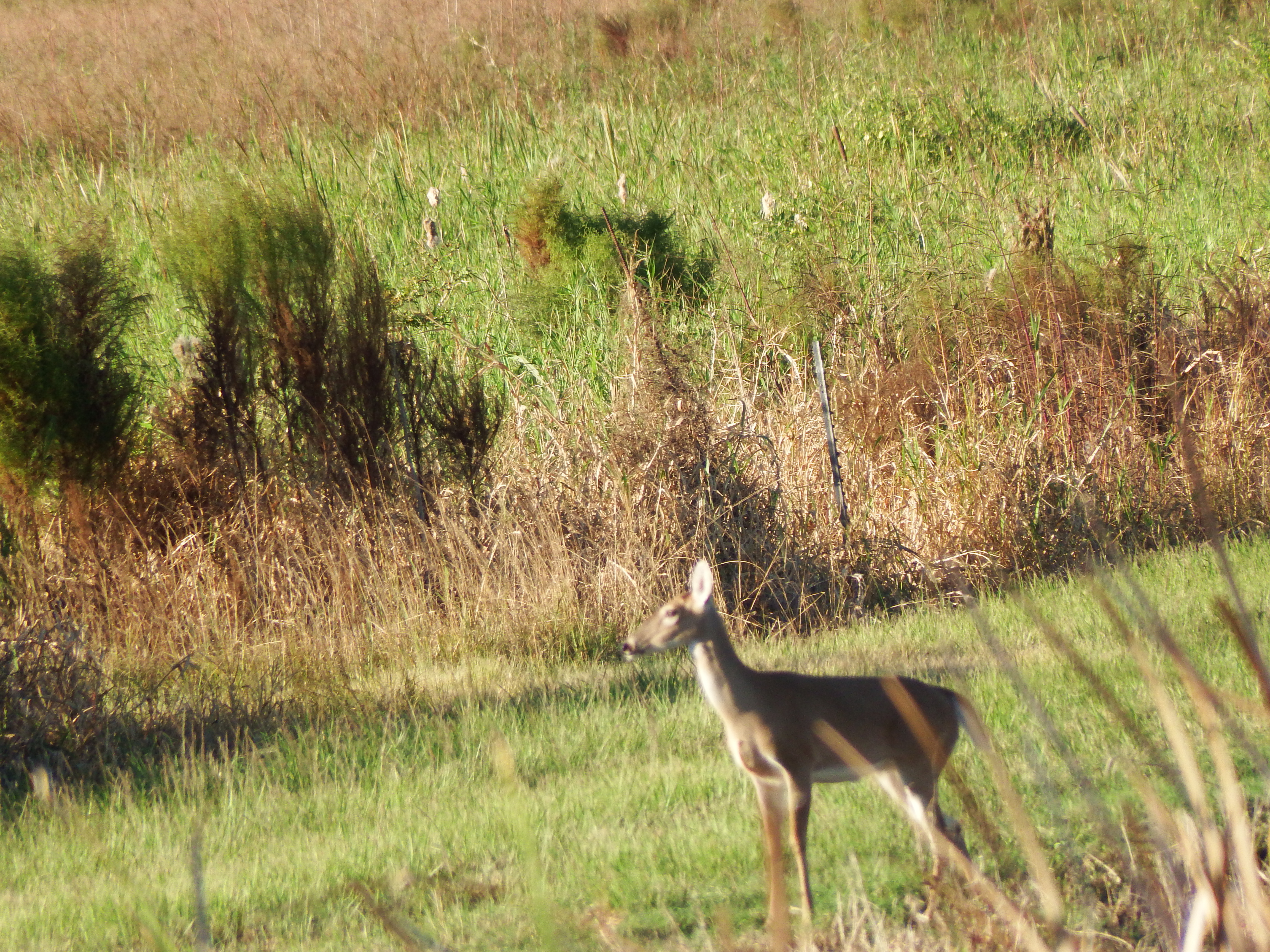 DSCF0524.JPG\n7,146.50 KB \n4608 x 3456 \n10/27/14\n