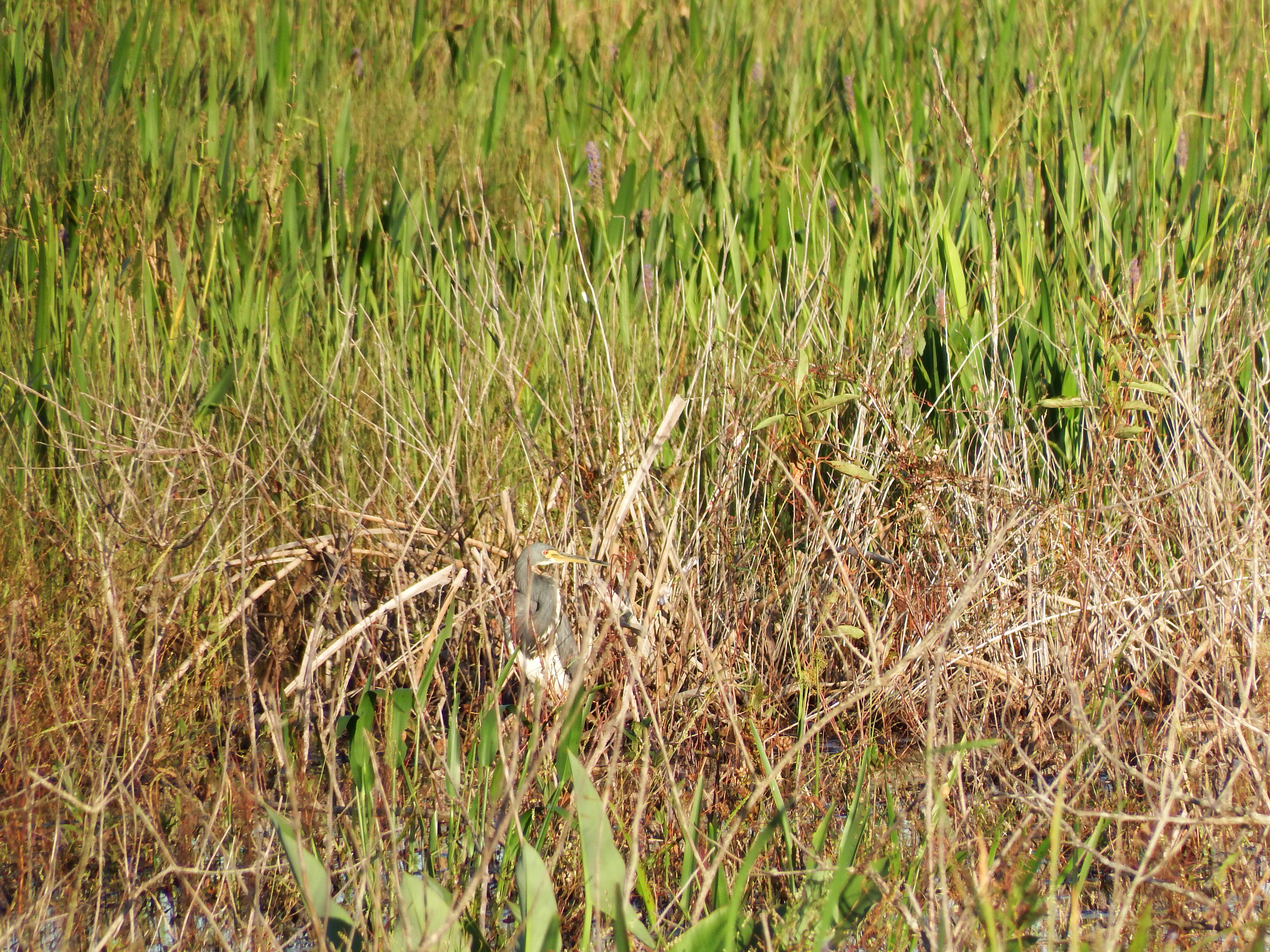 DSCF0533.JPG\n7,224.84 KB \n4608 x 3456 \n10/27/14\n