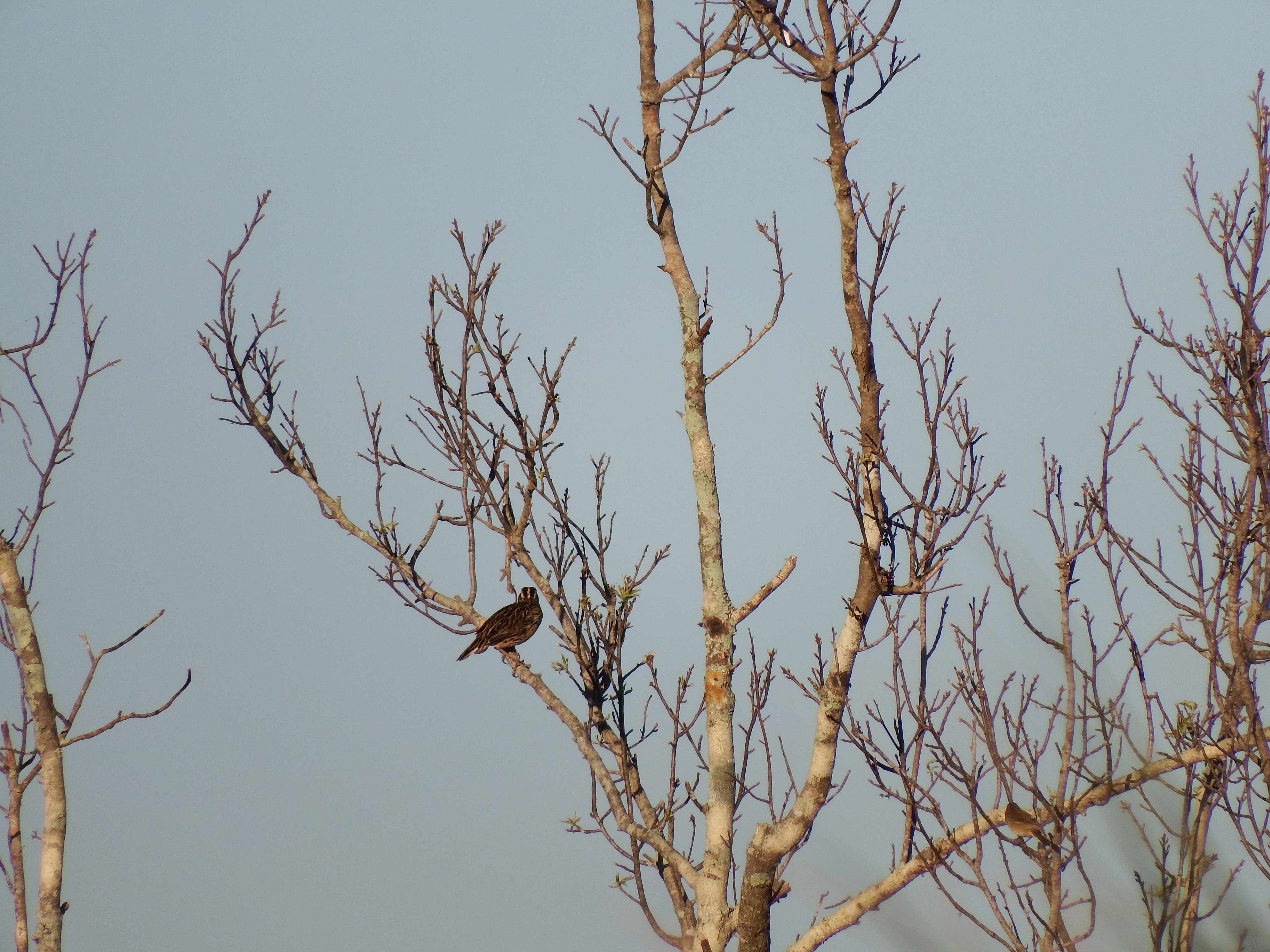 DSCF0541.JPG\n6,358.20 KB \n4608 x 3456 \n10/27/14\n