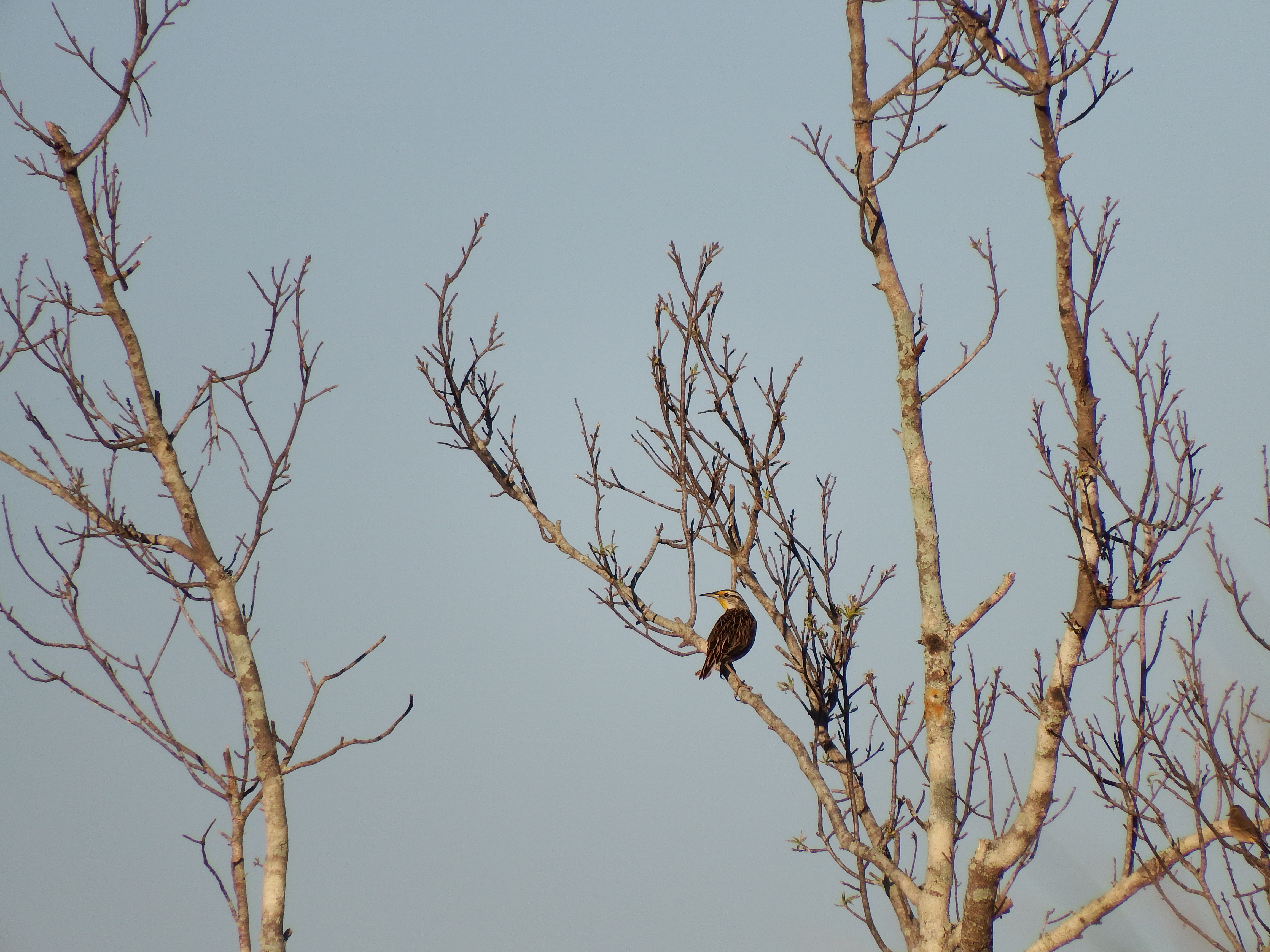 DSCF0543.JPG\n6,151.27 KB \n4608 x 3456 \n10/27/14\n