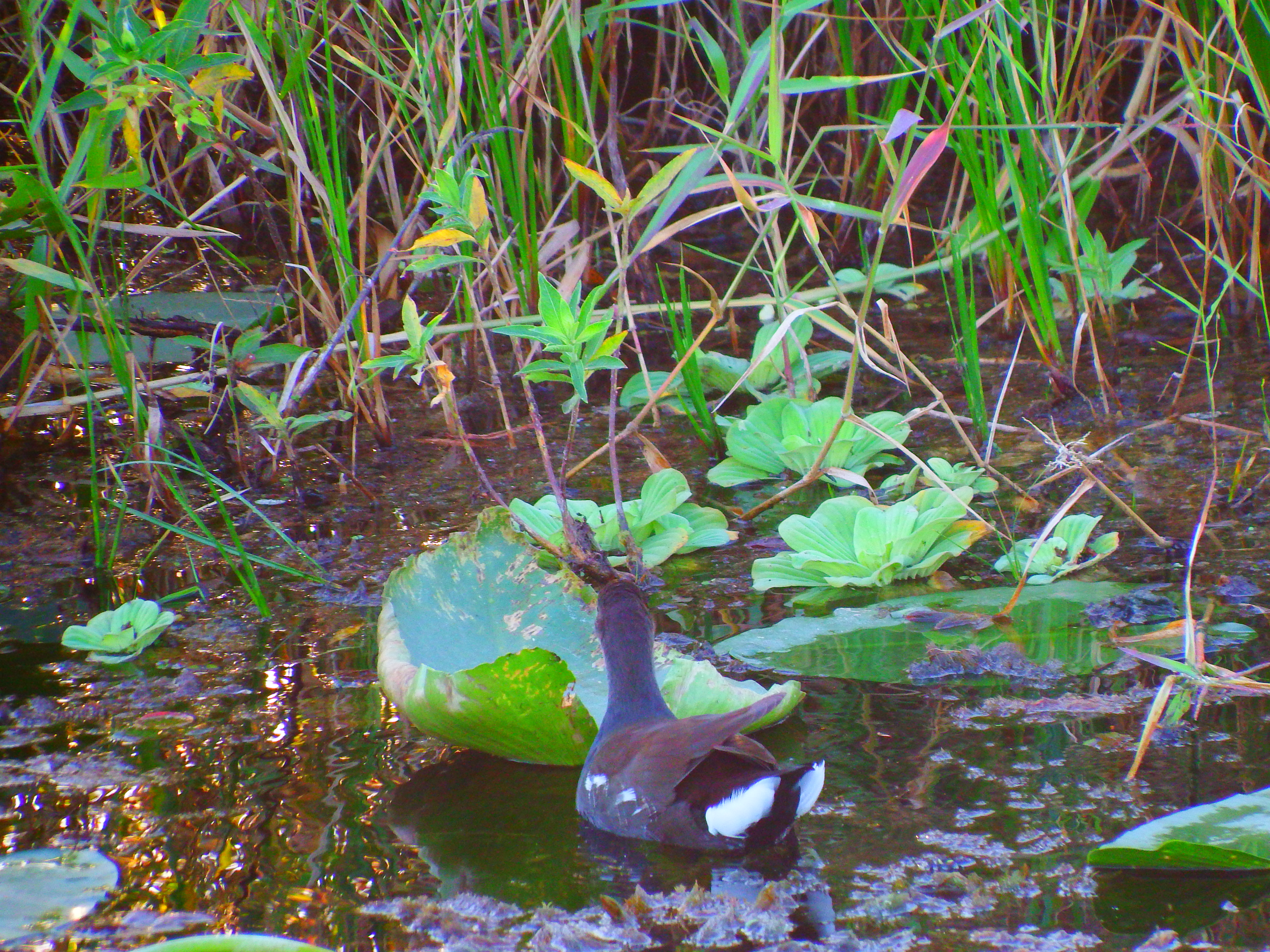 DSCF0553.JPG\n6,787.28 KB \n4608 x 3456 \n10/27/14\n