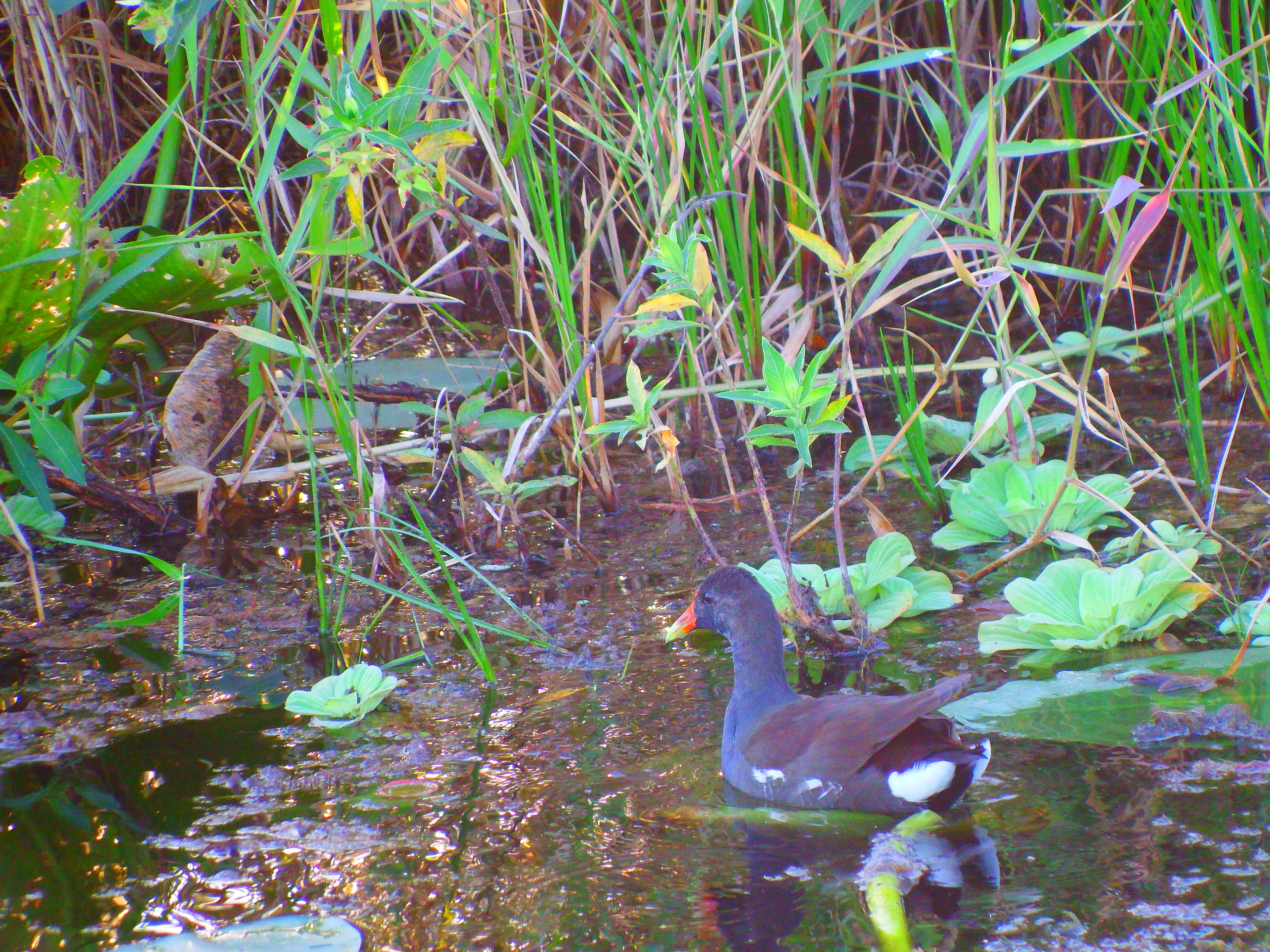 DSCF0554.JPG\n6,858.06 KB \n4608 x 3456 \n10/27/14\n