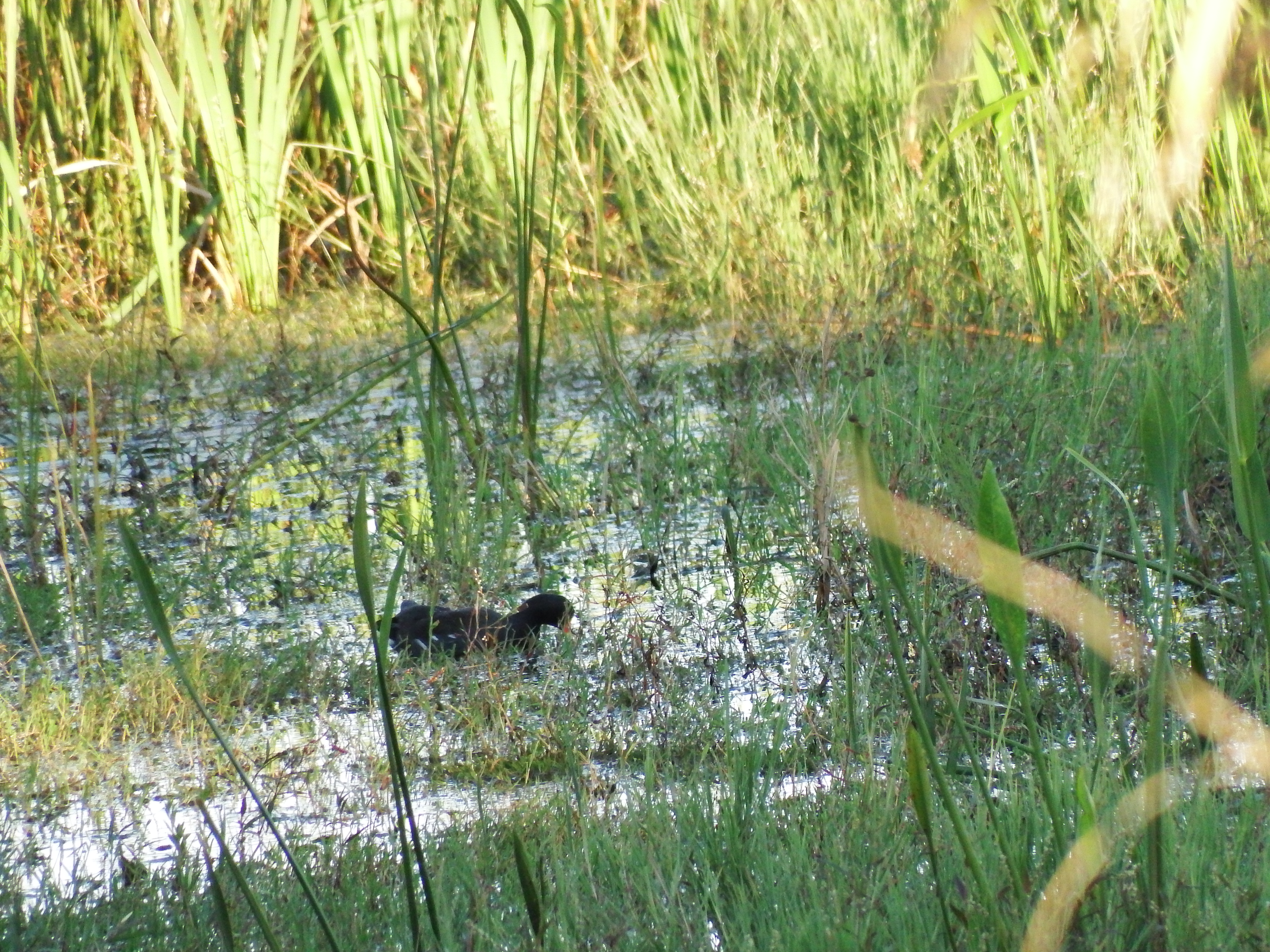 DSCF0559.JPG\n6,586.48 KB \n4608 x 3456 \n10/27/14\n