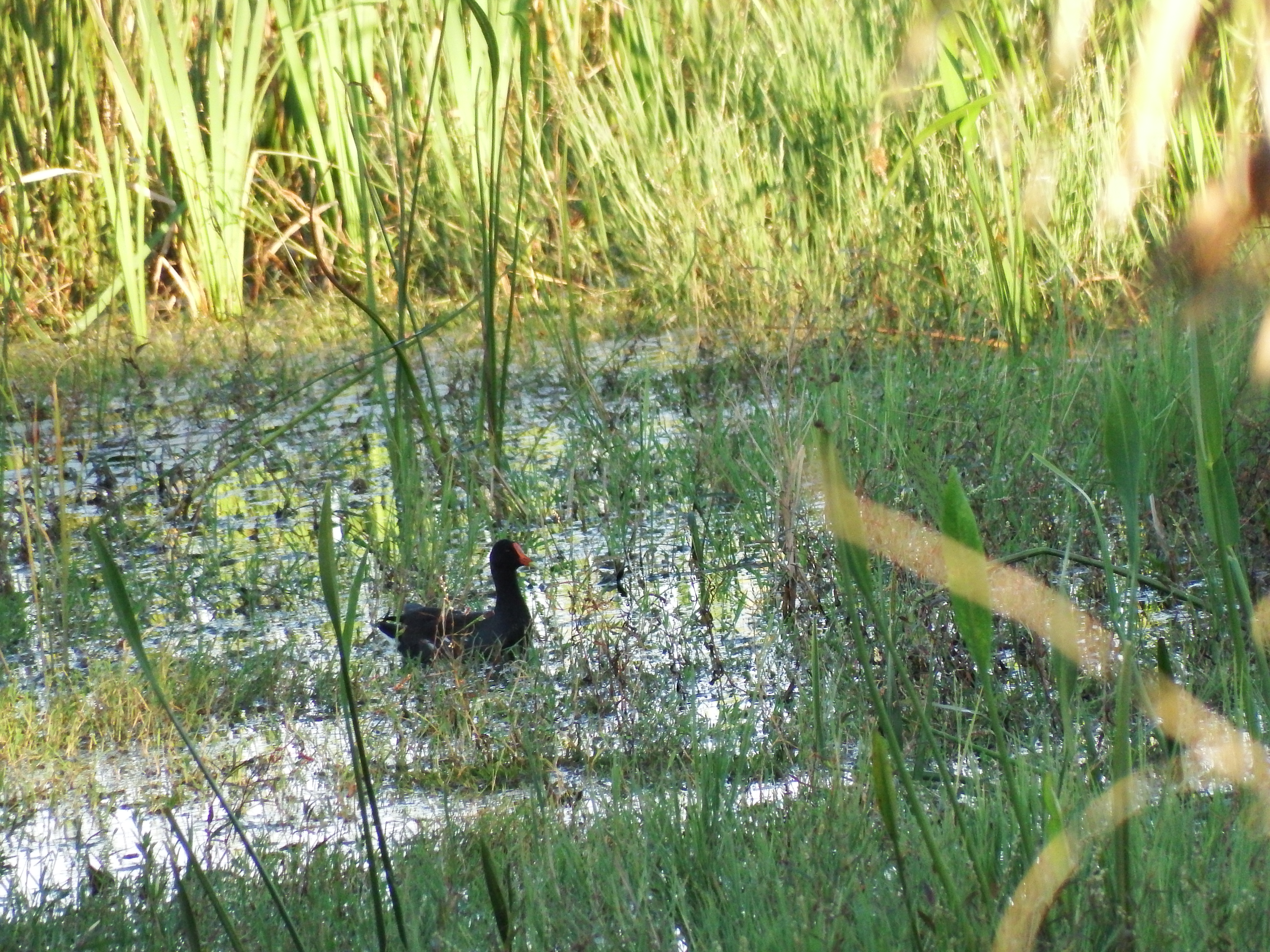 DSCF0560.JPG\n7,320.33 KB \n4608 x 3456 \n10/27/14\n