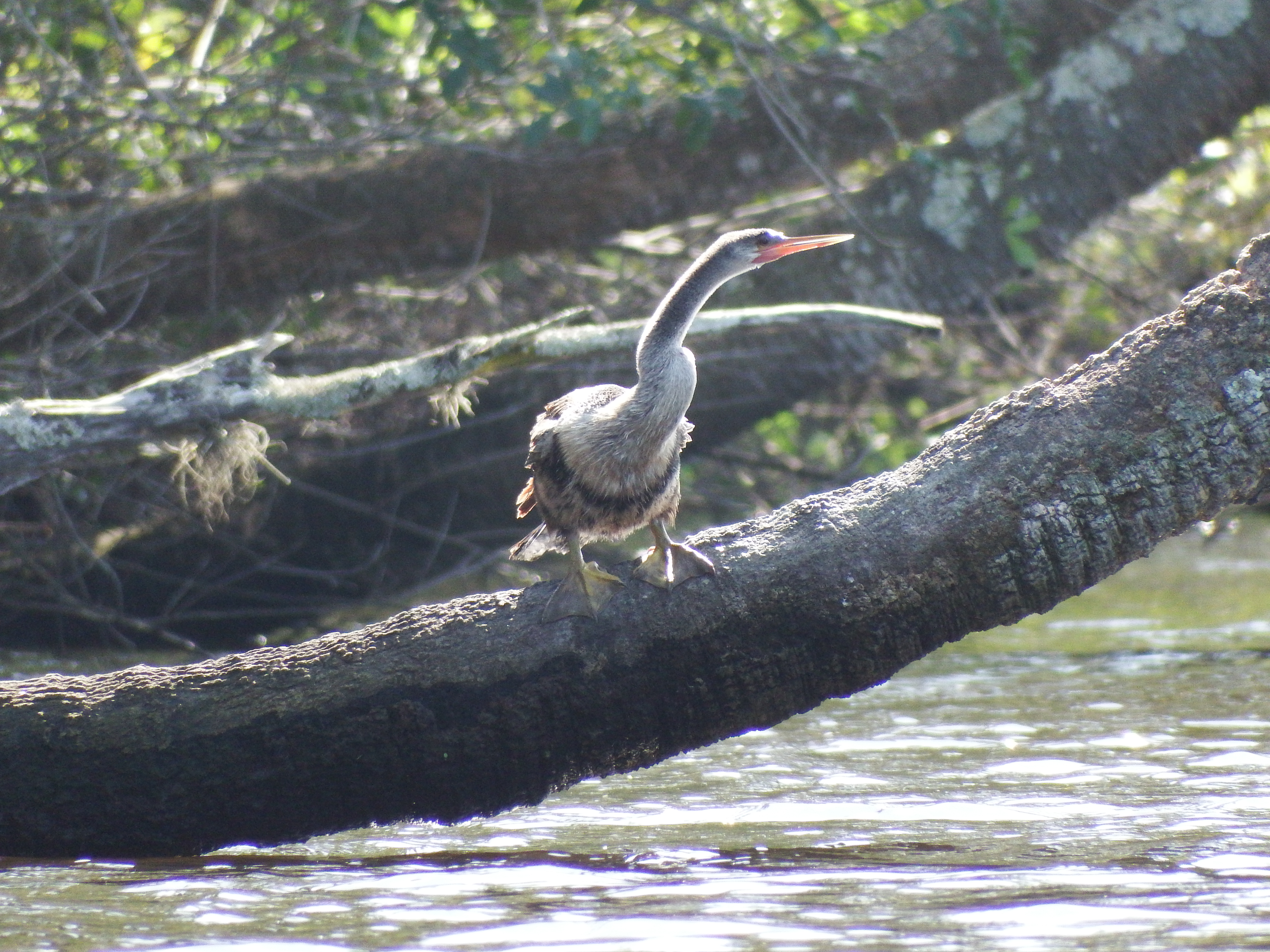 DSCF1018.JPG\n6,998.86 KB \n4608 x 3456 \n2/15/15\n