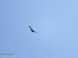 DSCF1050.JPG
5,324.21 KB
4608 x 3456
2/15/15