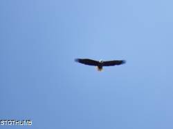 DSCF1051.JPG
5,388.68 KB
4608 x 3456
2/15/15