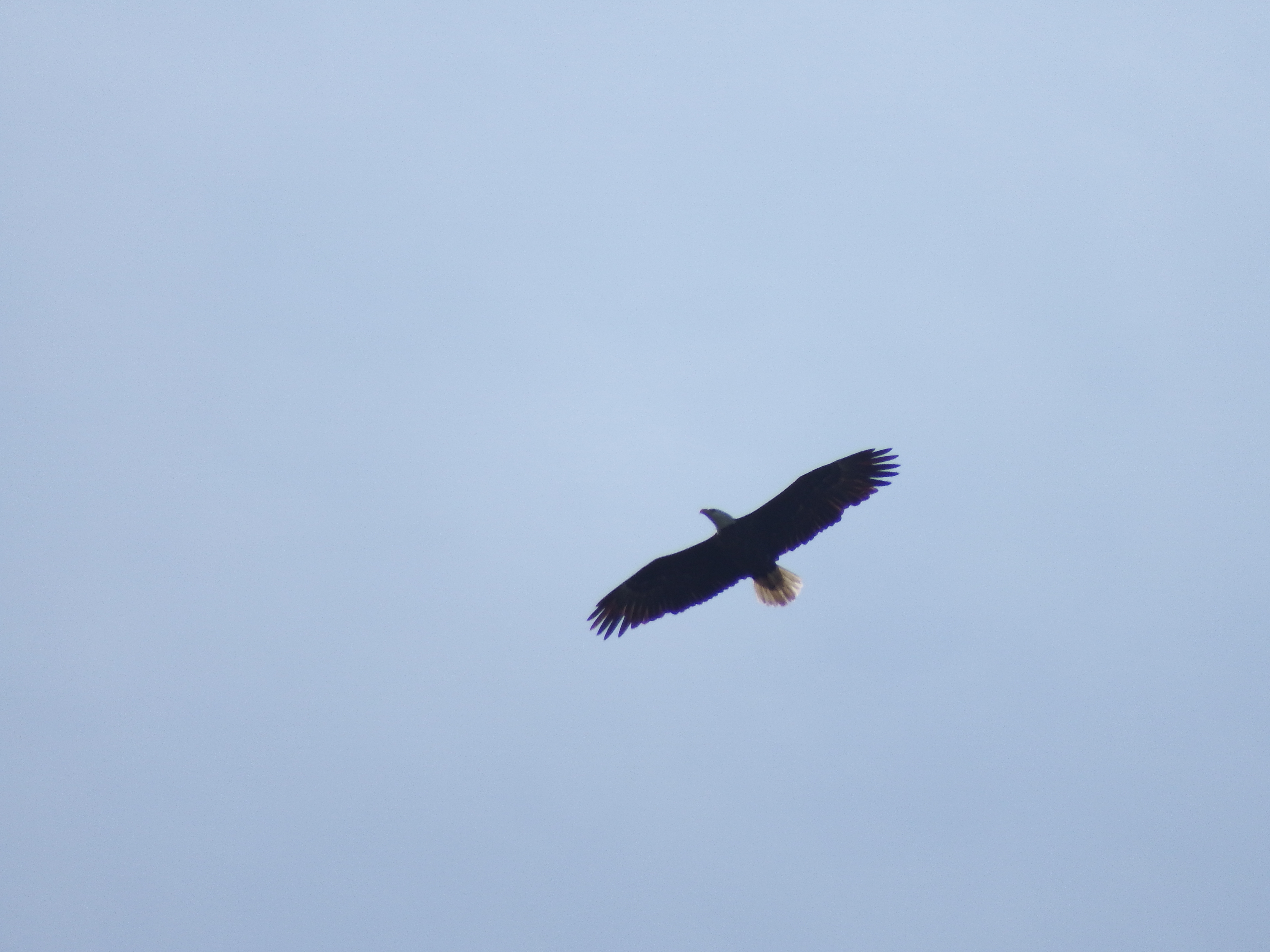 DSCF1054.JPG\n5,237.61 KB \n4608 x 3456 \n2/15/15\n