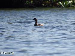 DSCF1055.JPG
6,823.31 KB
4608 x 3456
2/15/15