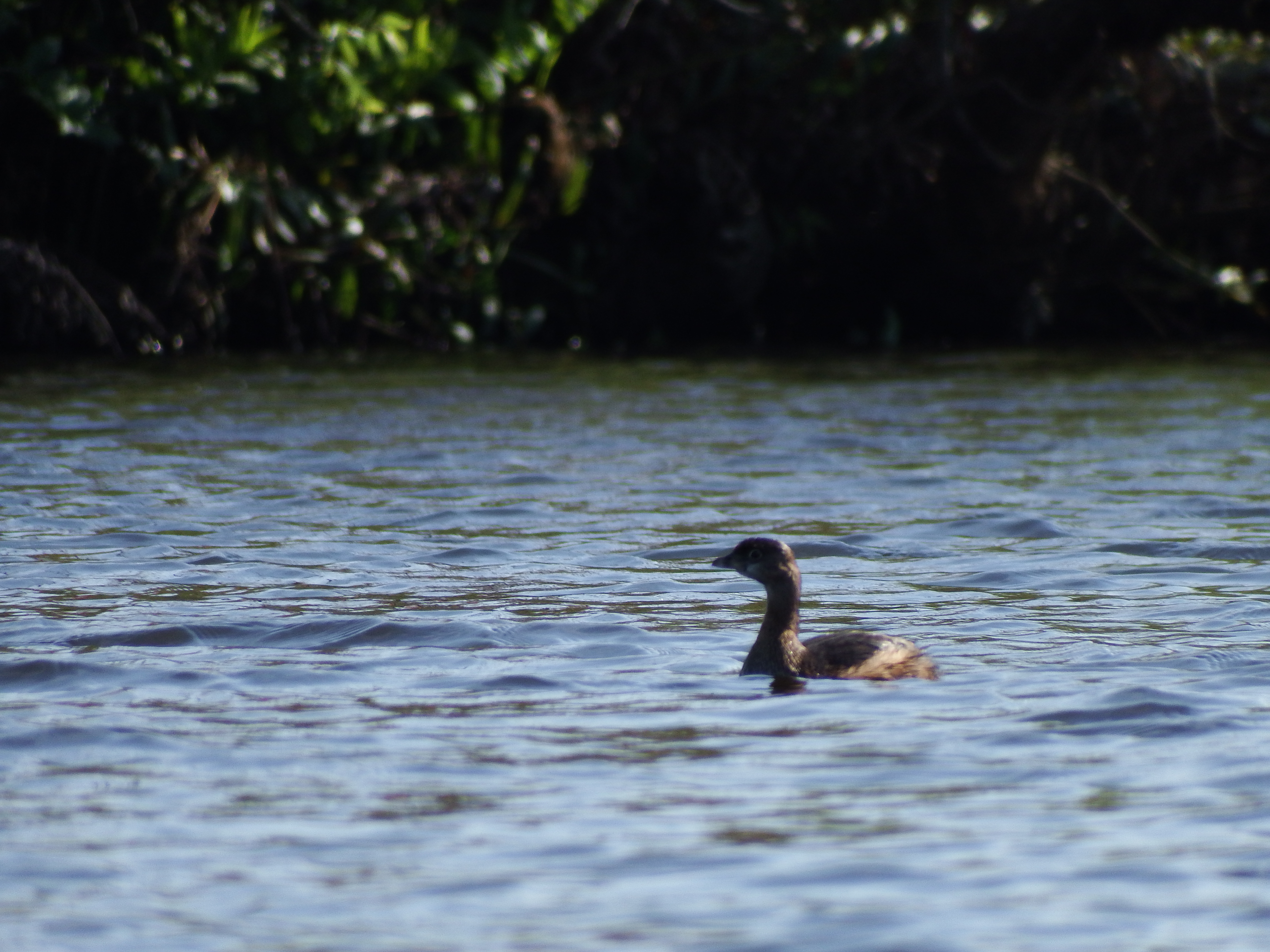 DSCF1056.JPG\n6,591.44 KB \n4608 x 3456 \n2/15/15\n