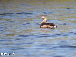 DSCF1059.JPG
5,932.75 KB
4608 x 3456
2/15/15