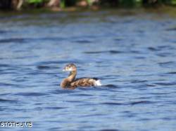 DSCF1061.JPG
6,438.83 KB
4608 x 3456
2/15/15