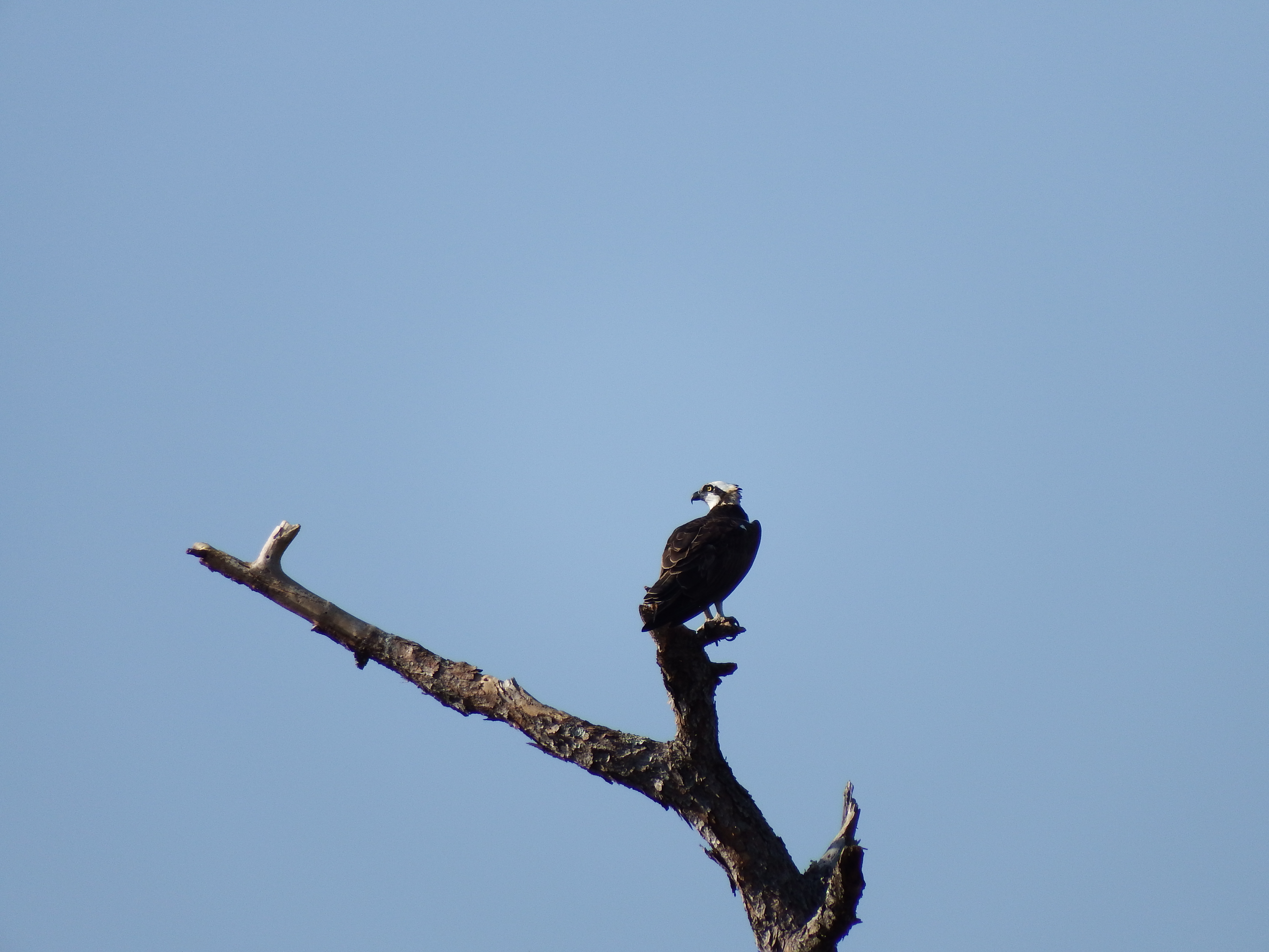 DSCF1069.JPG\n5,889.76 KB \n4608 x 3456 \n2/15/15\n