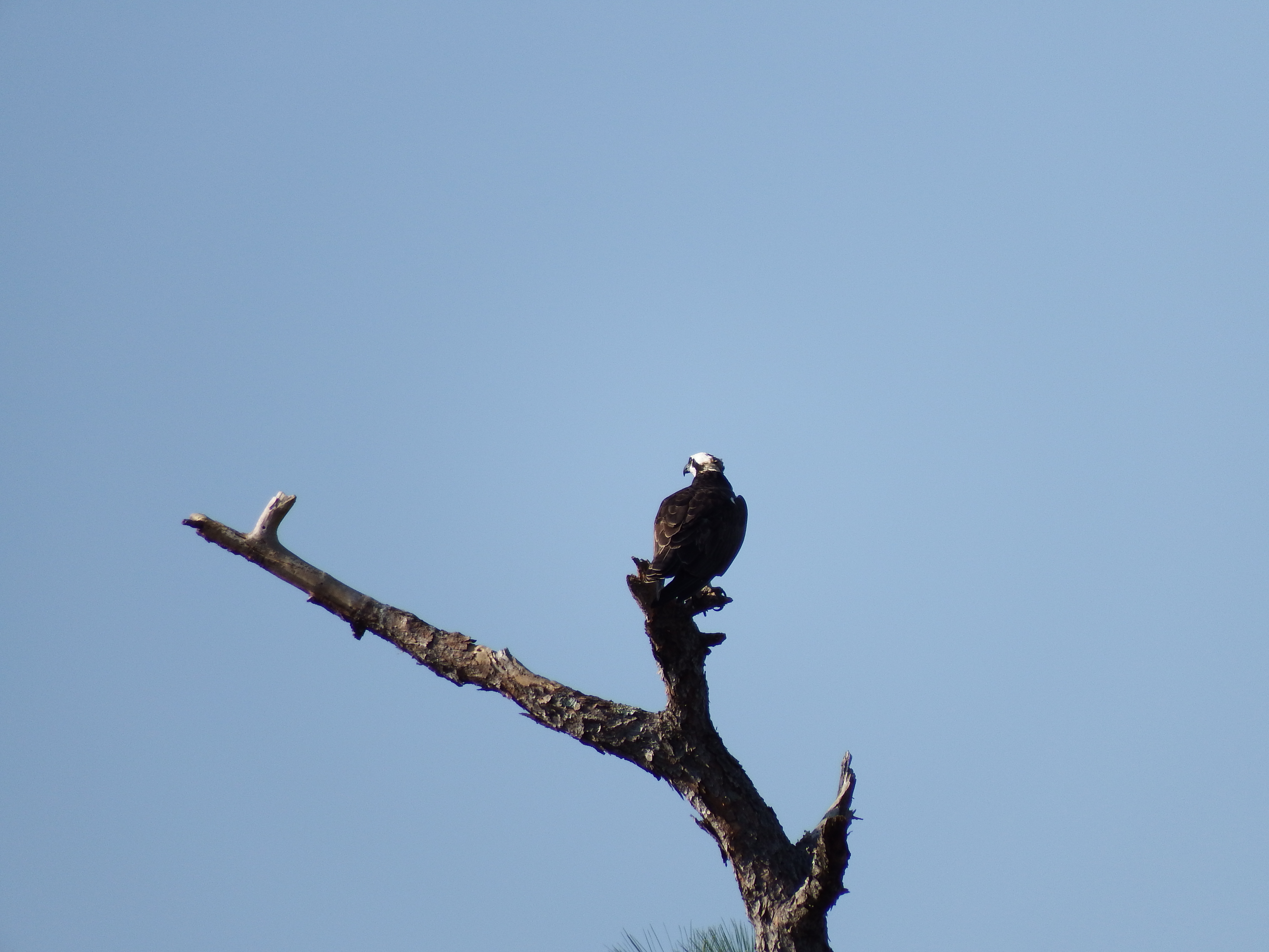 DSCF1071.JPG\n5,896.25 KB \n4608 x 3456 \n2/15/15\n