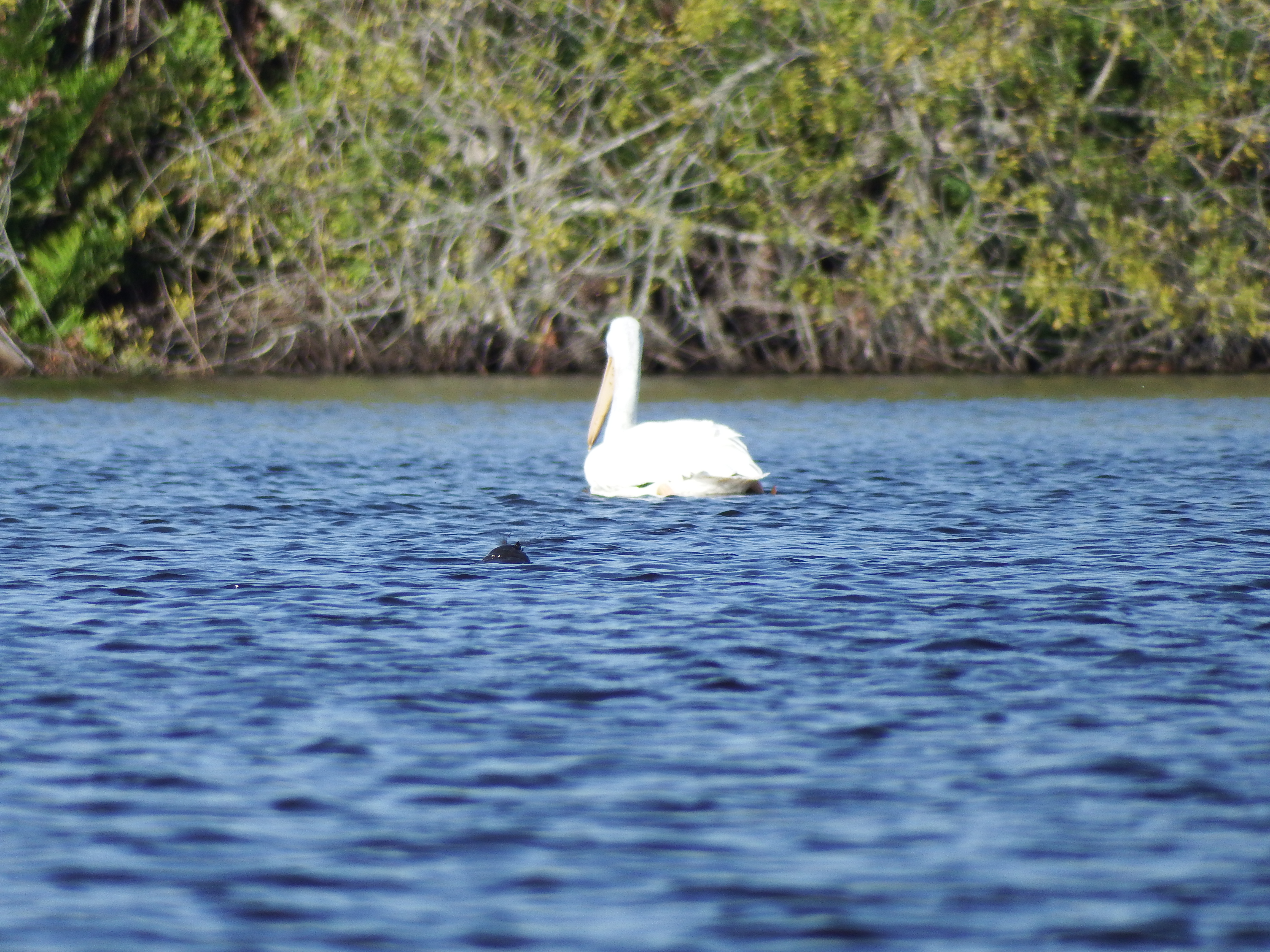 DSCF1072.JPG\n6,435.73 KB \n4608 x 3456 \n2/15/15\n