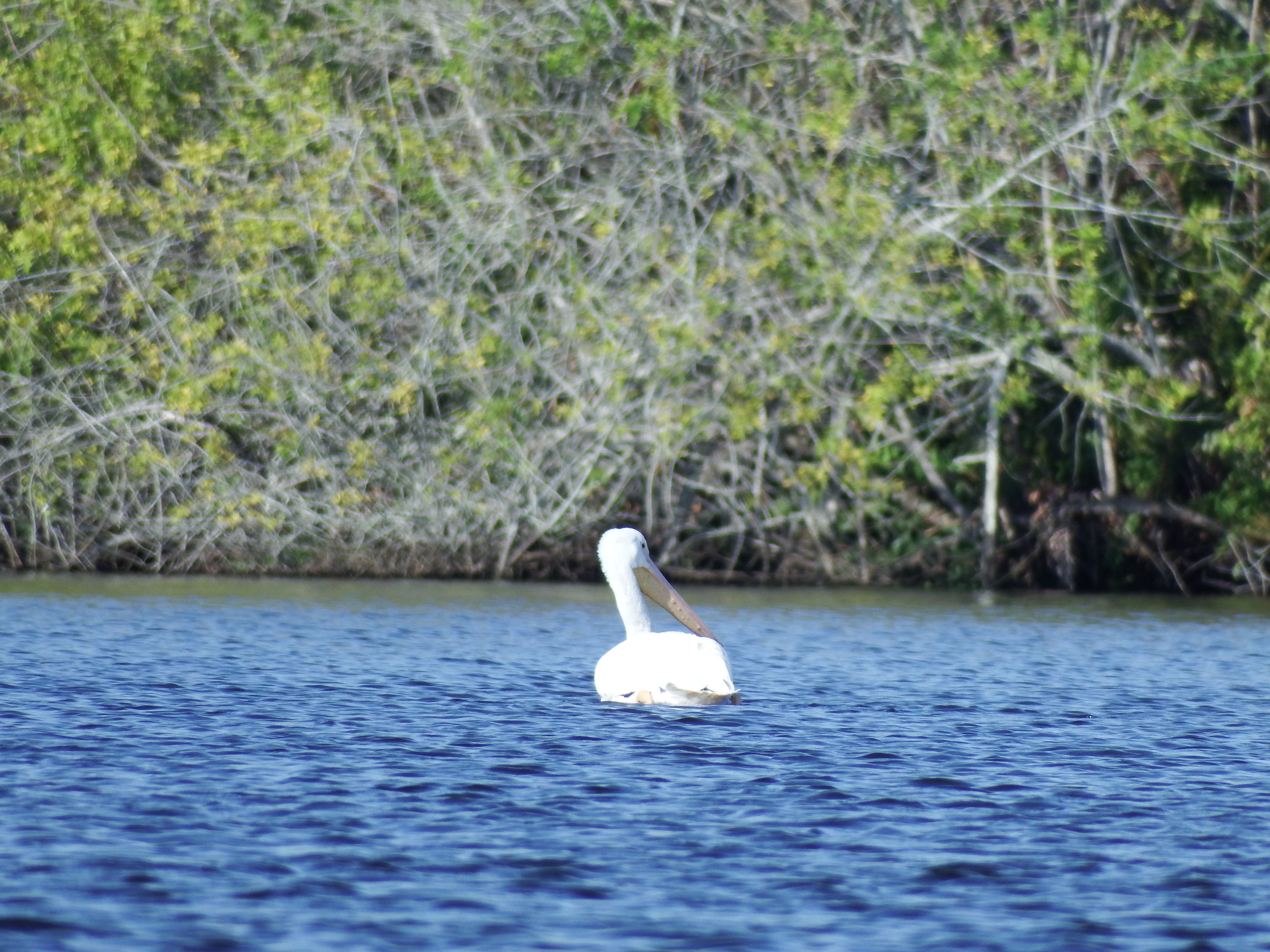DSCF1074.JPG\n6,387.97 KB \n4608 x 3456 \n2/15/15\n