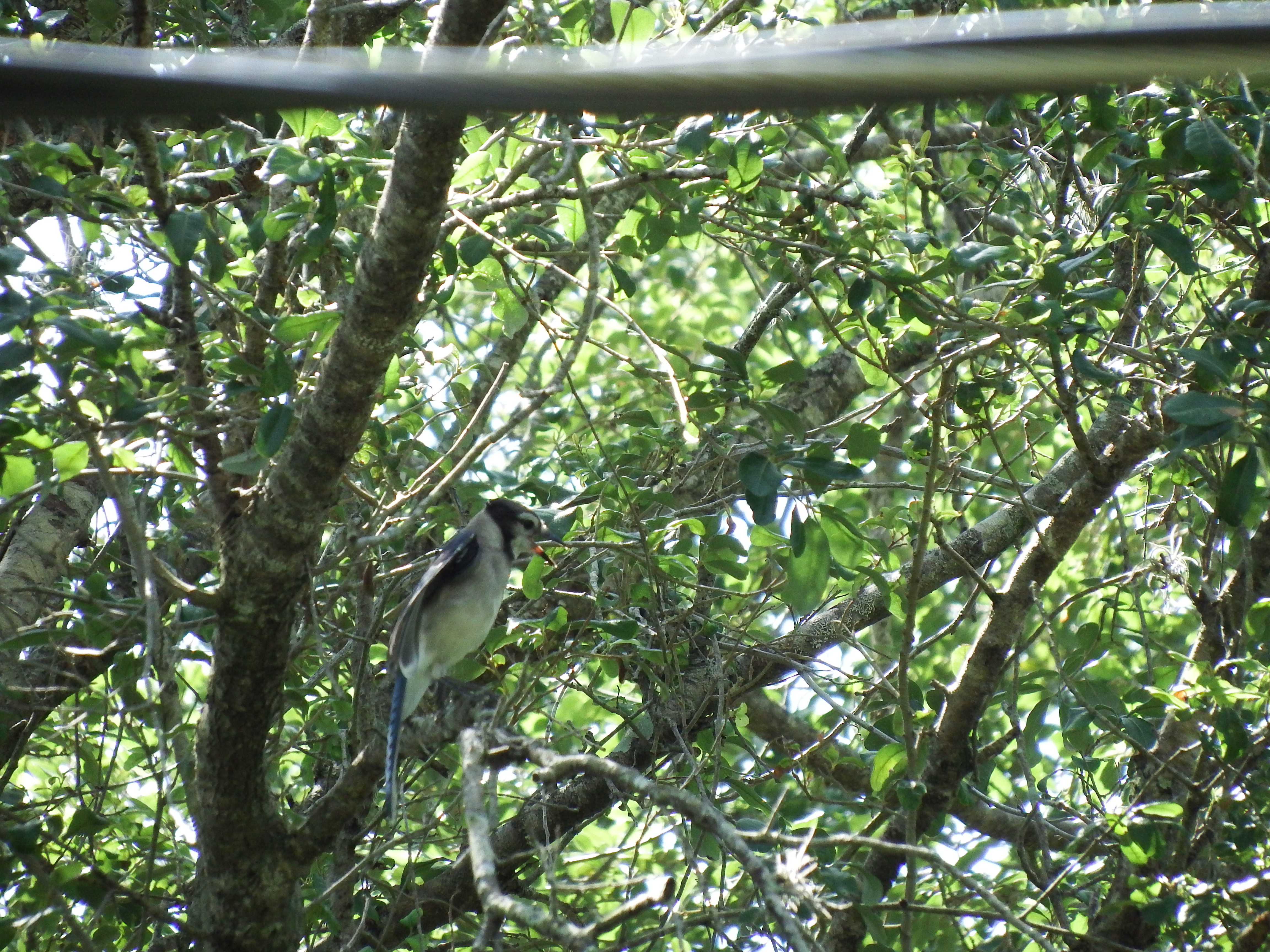 DSCF0871.JPG\n6,402.91 KB \n4608 x 3456 \n6/20/14\n