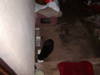 PC250106.JPG
440.47 KB
1600 x 1200
12/25/2005