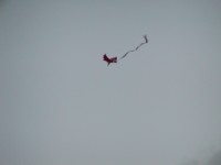 P5110014.JPG
442.84 KB
1600 x 1200
5/11/2002
