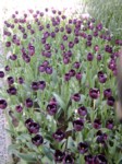 P4220043a.JPG
525.16 KB
1200 x 1600
4/23/2005
