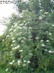 P5290174a.JPG

484.79 KB 
960 x 1280 
6/16/2010