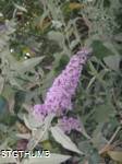 P6220024a.JPG
428.02 KB
960 x 1280
7/3/2010