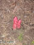 P6240147a.JPG
525.04 KB
960 x 1280
7/3/2010